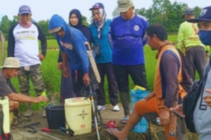 Hama Wereng Ancam Padi Sulbar, DTPHP Lakukan Pengendalian