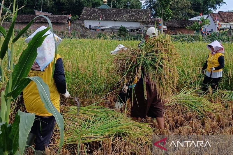 Temanggung Targetkan Luas Tanam Padi 17.980 Ha di 2025