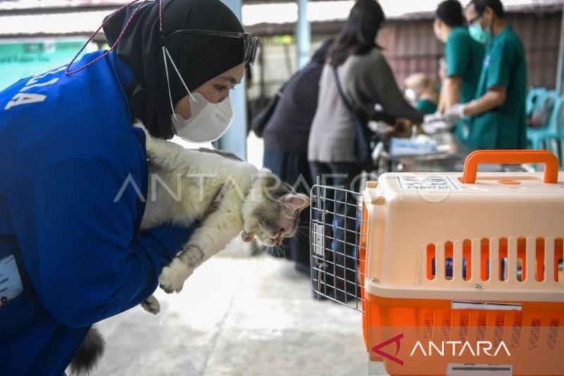 353 Kasus Gigitan Hewan Penular Rabies di Kaltim, Waspada!