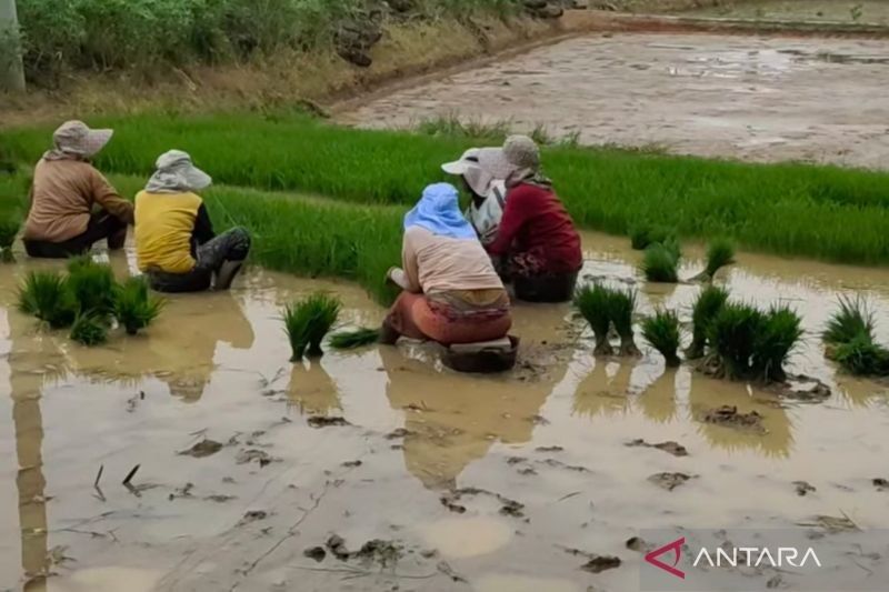 Mukomuko Usul Pembangunan Irigasi 1.000 Hektare Sawah