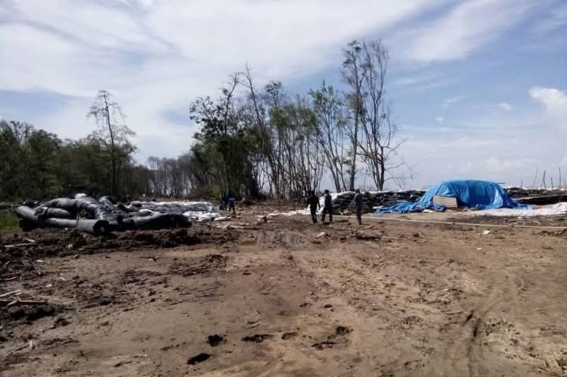 KKP Rehabilitasi Mangrove Jambi: Lawan Abrasi di Pesisir Timur