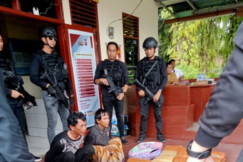 Ganja 500 Kg Digagalkan di Pasaman Barat: Aksi Kejar-kejaran Polisi dan Tersangka