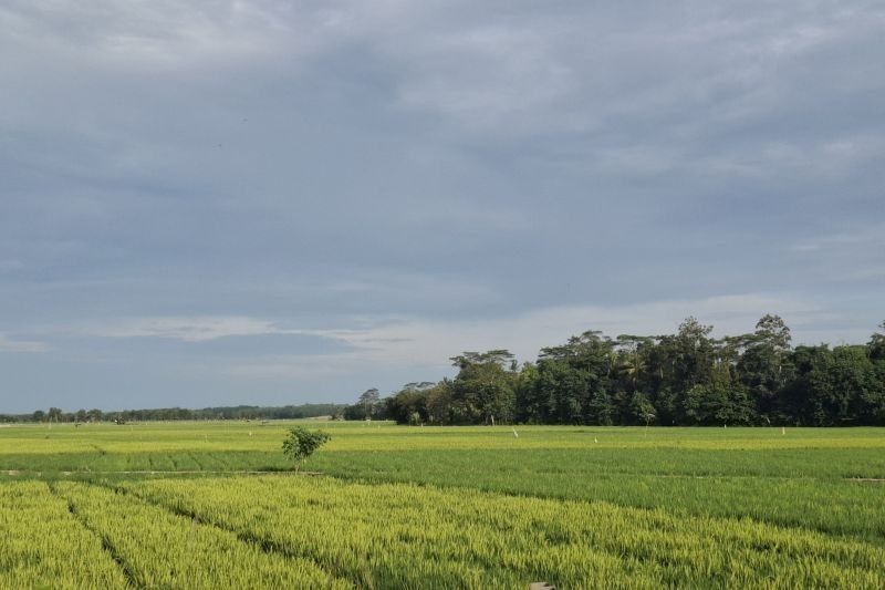 Target Luas Tambah Tanam Padi Lampung Capai 1,03 Juta Hektare di 2025