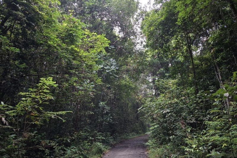 Populasi Kukang Sumatera di Lampung Timur Masih Terjaga, Upaya Konservasi Berjalan Lancar