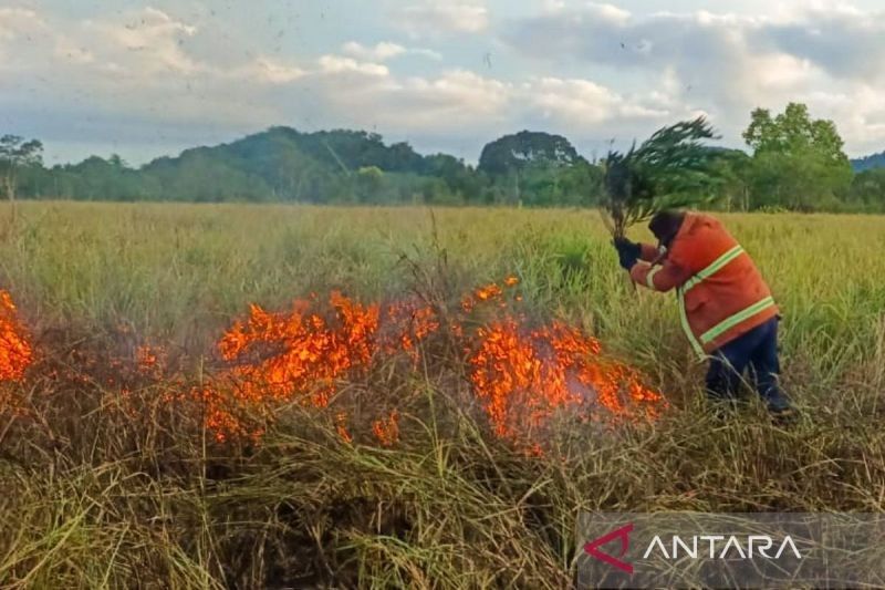 Damkarmat Natuna Padamkan Kebakaran Hutan dan Lahan di Bunguran Selatan