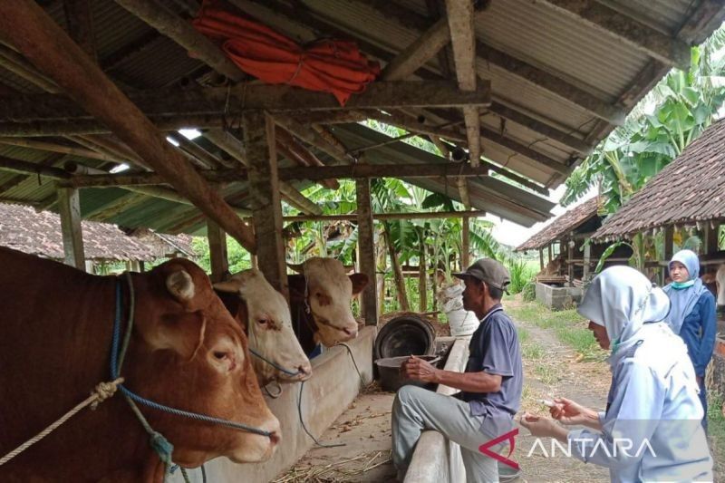 Bantul Terima 9.900 Dosis Vaksin PMK, Percepatan Vaksinasi Dilakukan