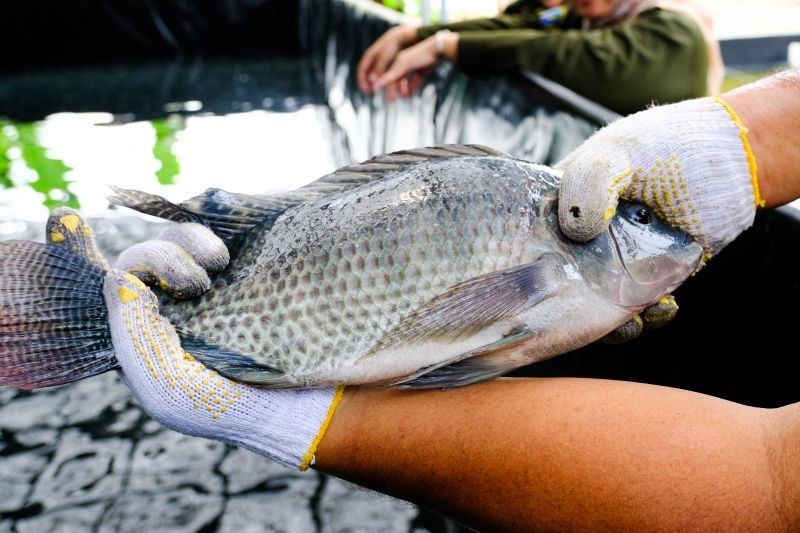 KKP Gunakan Air Kelapa untuk Budi Daya Ikan Nila: Inovasi Ramah Lingkungan