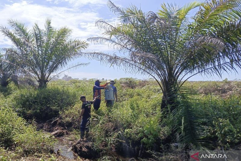 Kebakaran Lahan Aceh Barat Padam Setelah Curah Hujan Lebat