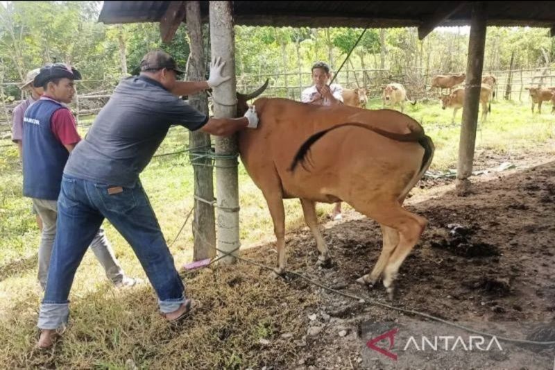 250 Ternak di Nagan Raya, Aceh, Divaksinasi Cegah PMK