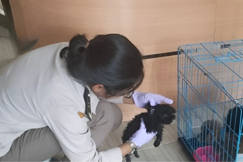 Tiga Anak Anjing Ditahan di NTT karena Masuk Tanpa Dokumen