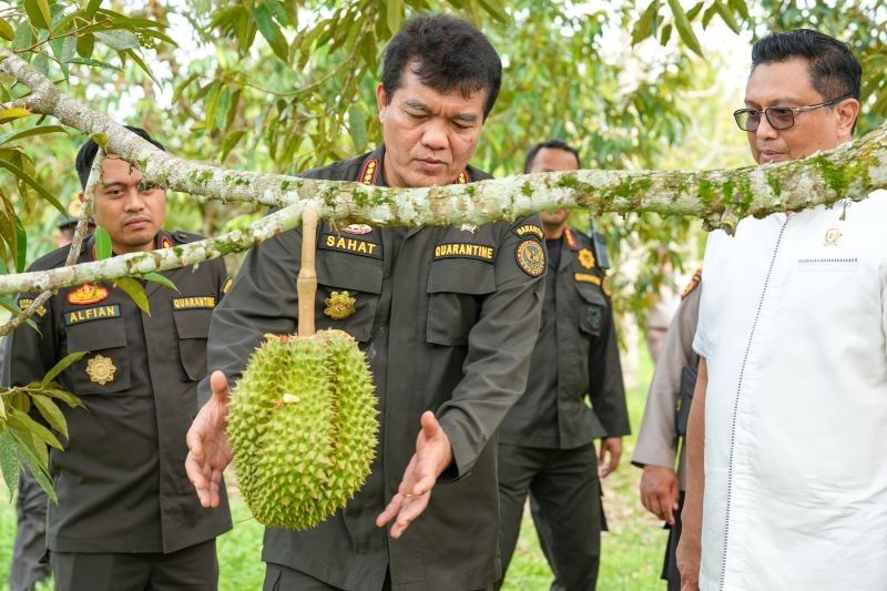 Sulteng Siap Ekspor Durian ke China: Barantin Pastikan Semua Persyaratan Terpenuhi