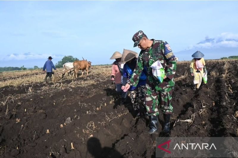 TNI AU Sulap Lahan 25 Hektare di Lanud Abdulrachman Saleh Jadi Kebun Jagung