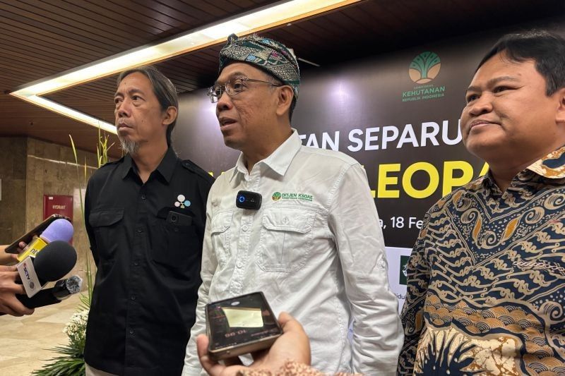 Strategi Konservasi Macan Tutul Jawa: Upaya Pemerintah RI Selamatkan Spesies Langka