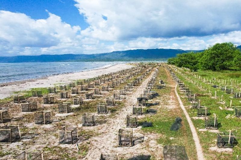 KKP Tanam Ribuan Pohon untuk Mitigasi Bencana Pesisir