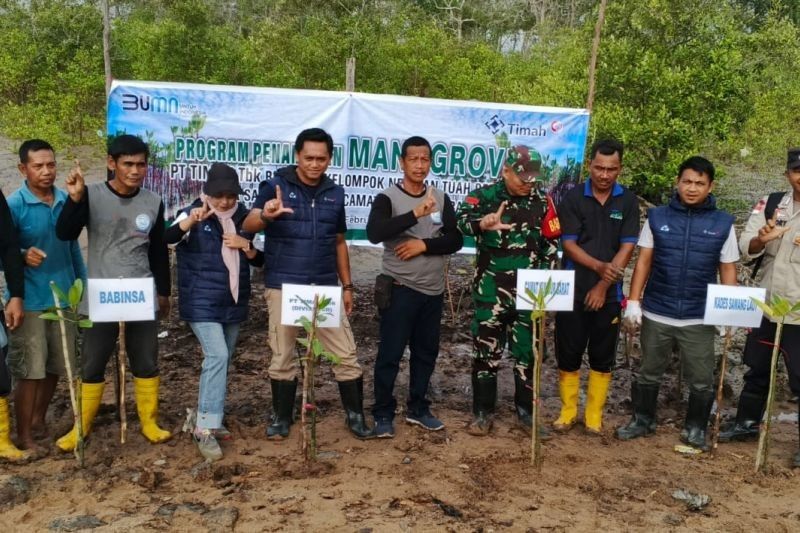 PT Timah Tanam 3.000 Mangrove di Pantai Sawang Laut: Lestarikan Ekosistem Pesisir