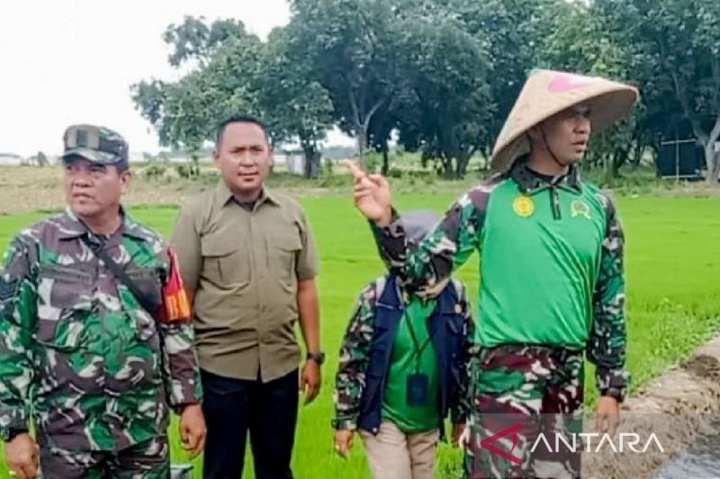 TNI Jaga Harga Gabah Petani Situbondo Rp6.500/kg