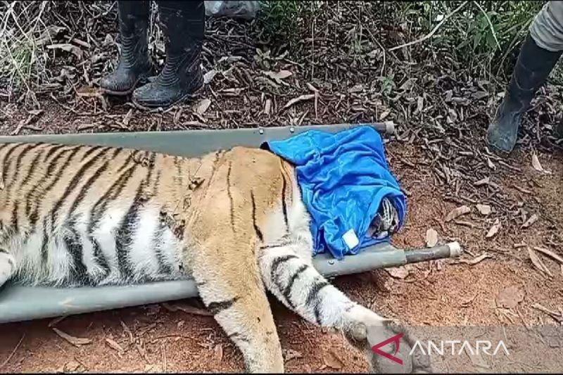 Evakuasi Sukses Harimau Sumatera di Lampung