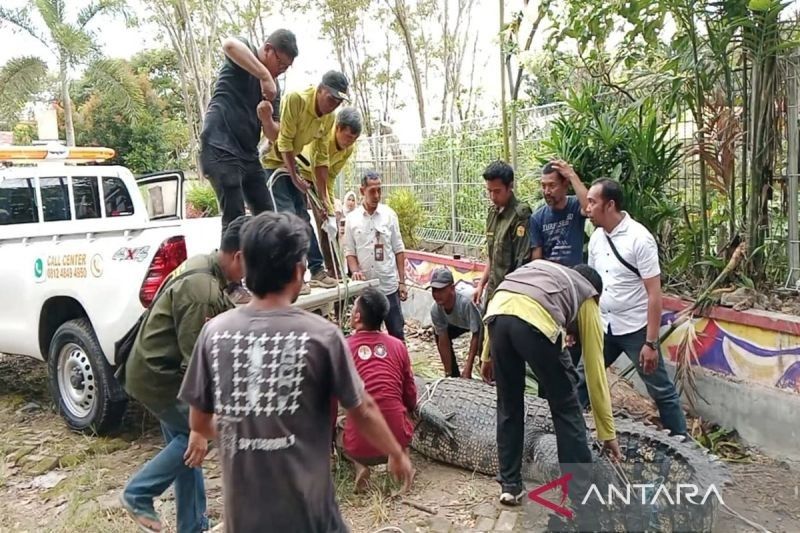 BKSDA Kalsel Evakuasi Satwa Dilindungi dari Kebun Binatang Mini Banjarmasin