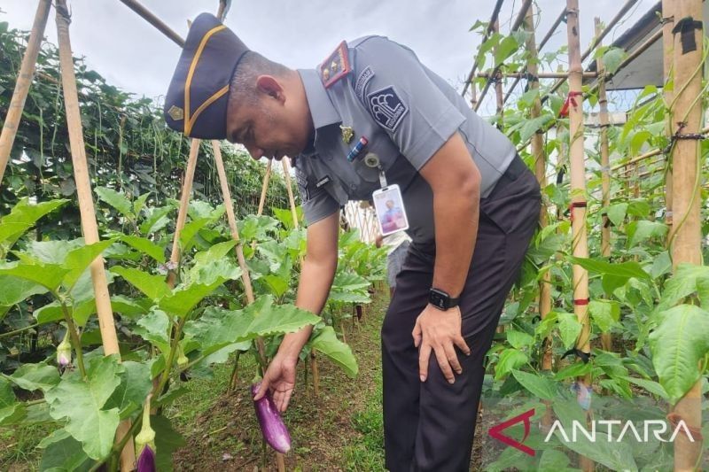 Lapas Pohuwato Panen Raya: Hasil Pertanian Warga Binaan untuk Masyarakat