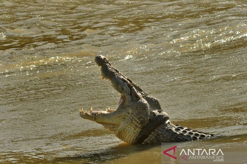 Lansia Akibat Serangan Buaya di Cimory Takalar: Kronologi dan Imbasnya