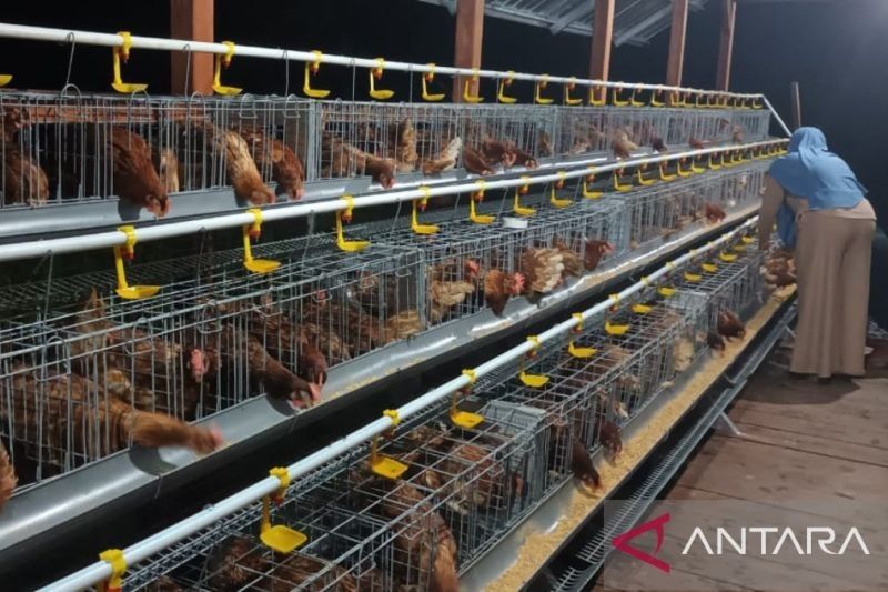 Teluk Wondama Prioritaskan Budidaya Ayam Petelur: Solusi Pangan dan Ekonomi Lokal