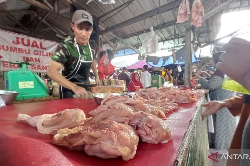 Stok Ayam Potong di Bangka Belitung Aman Jelang Ramadhan