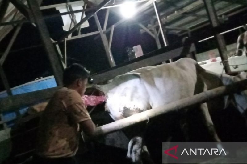 1.350 Sapi di Penajam Paser Utara Diberi 'Kawin Suntik', Target Populasi Meningkat!