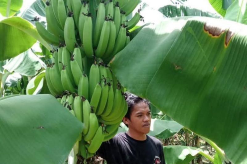 Hasil Panen Pisang Cavendish Sulbar Capai Miliaran Rupiah, Dorong Kesejahteraan Petani