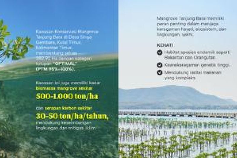 KPC Pertahankan Keanekaragaman Hayati di Mangrove Tanjung Bara, Kalimantan Timur