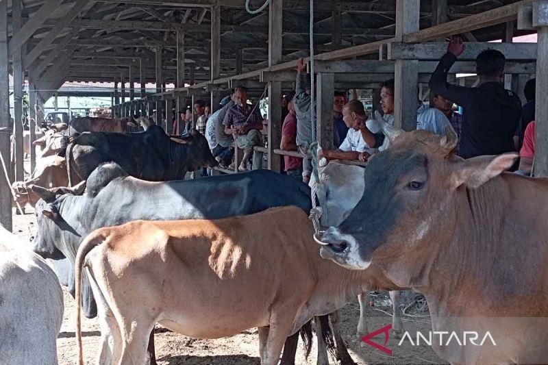 Penjualan Hewan Ternak di Aceh Besar Meningkat Jelang Ramadhan