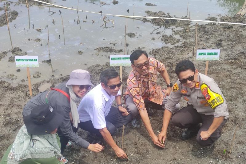 Peneliti Pulihkan Mangrove Terintegrasi Budidaya Udang di Donggala