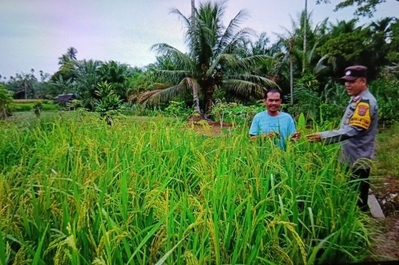 Pasaman Barat Amankan 41 Ton Beras di Bulog, Antisipasi Kelangkaan dan Bencana