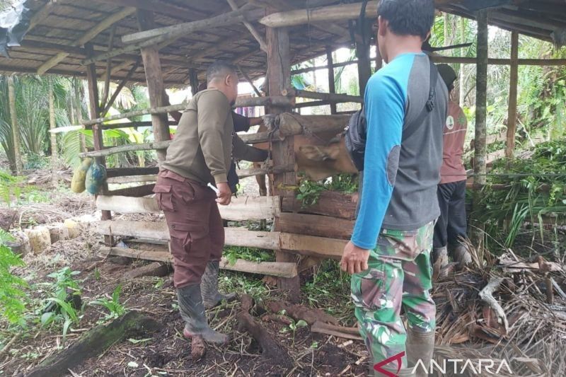 Tanjab Timur Terima 500 Dosis Vaksin PMK, Cegah Penyebaran Penyakit Mulut dan Kuku Hewan Ternak