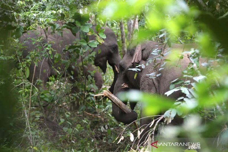 Komitmen Bupati Aceh Jaya Tangani Konflik Gajah dan Manusia