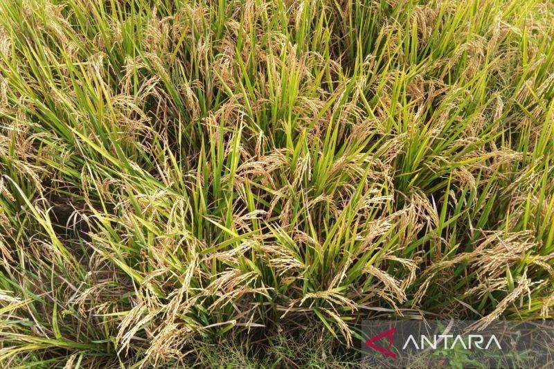 Bulog Cirebon Serap 1.000 Ton Beras Per Hari, Stok Ramadhan Aman!