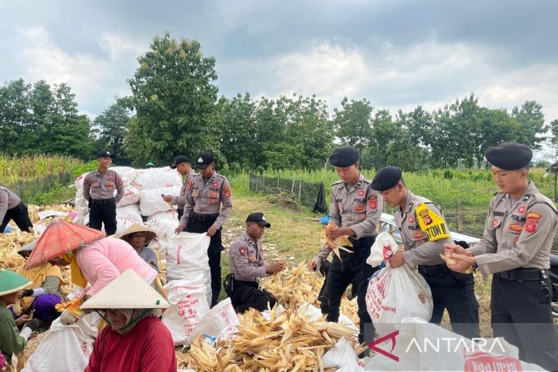 Polresta Cirebon Panen Raya 15 Ton Jagung, Wujud Nyata Dukungan Swasembada Pangan