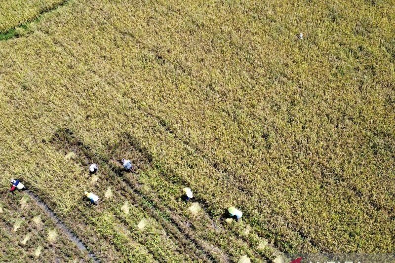 250 Hektar Lahan Pertanian Gorontalo Aman dari Alih Fungsi