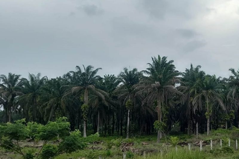 Harga Sawit Riau Melonjak! Naik Rp112,49 per Kg