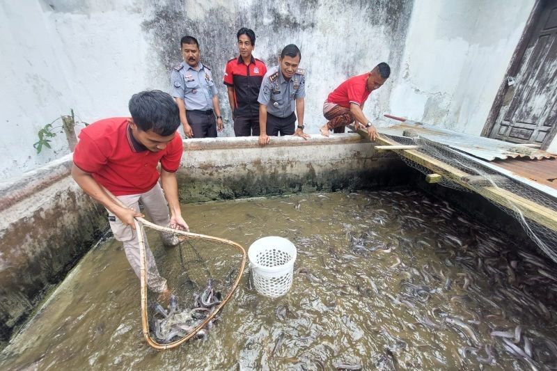 Rutan Lubuk Sikaping Panen Lele 173 Kg, Wujud Nyata Dukungan Ketahanan Pangan Nasional