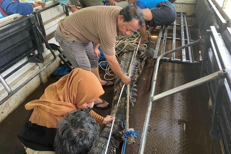 Buaya Penyerang Kakek di Cimory Gowa Segera Dilepasliarkan