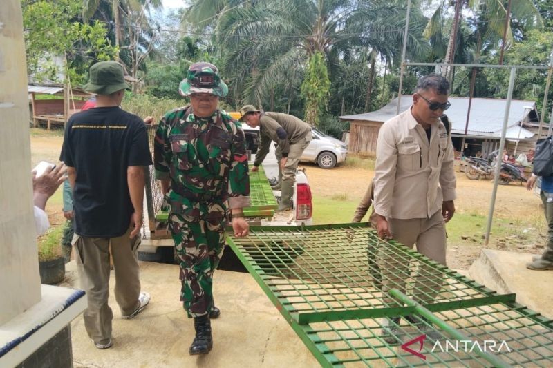 BKSDA Siapkan Dua Perangkap Harimau di Mukomuko, Antisipasi Konflik dengan Warga