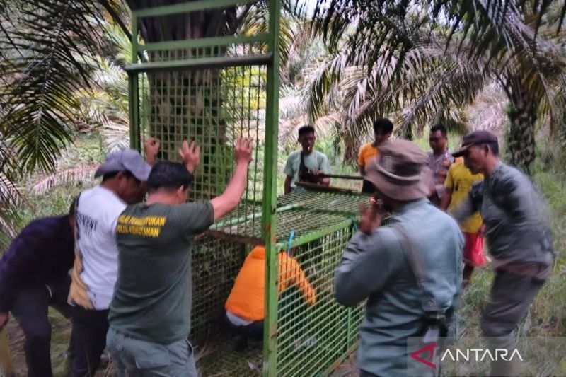 BKSDA Pasang Jebakan Harimau Pemangsa Sapi di Mukomuko