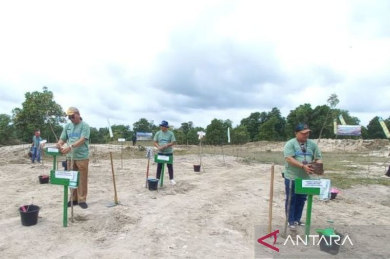 BPDAS Babel Tanam Kayu Putih: Pulihkan Fungsi Hutan dan Dongkrak Ekonomi Masyarakat