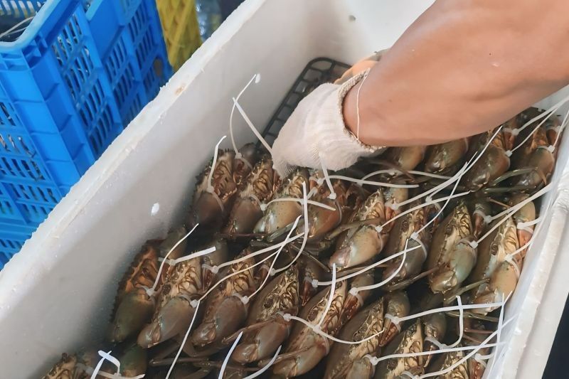 Kepiting Bakau Kepri Tembus Pasar China: 2.800 Ekor Diekspor!