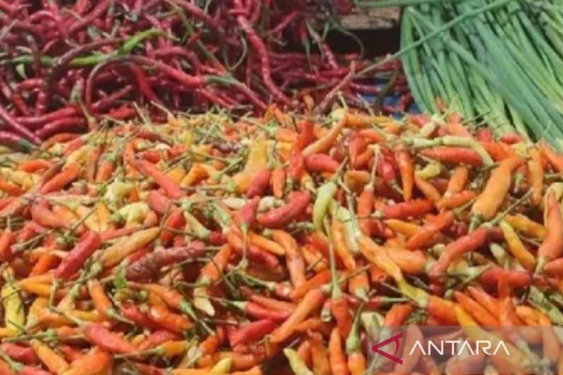 Harga Cabai Rawit di Jayapura Tembus Rp90.000/kg, Petani Kena Imbas Musim Hujan?