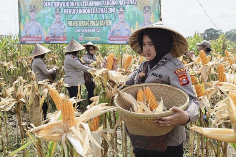 Polda Banten Gelar Panen Raya Jagung Hibrida, Dukung Ketahanan Pangan Nasional