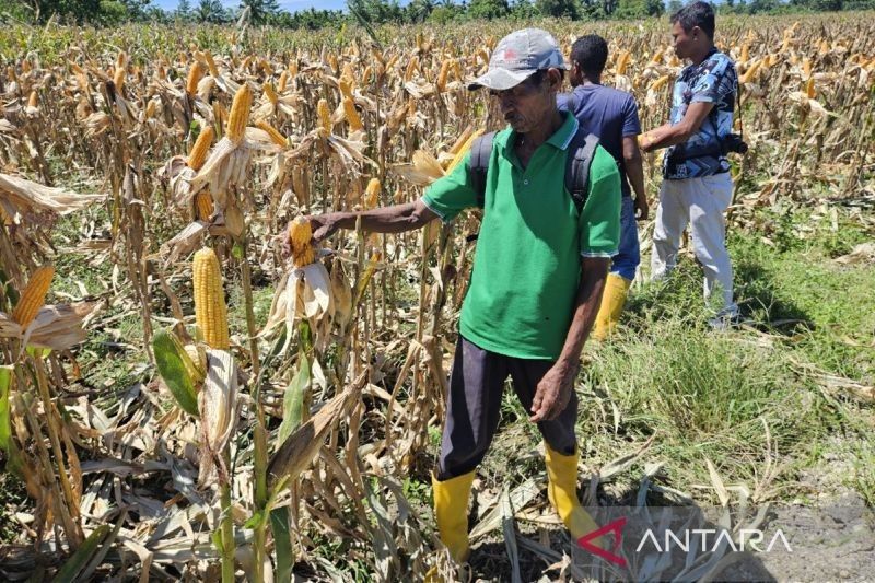 Bulog Siap Serap Jagung Papua, Jaga Ketahanan Pangan dan Stabilitas Harga