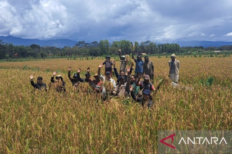 Sukses Panen Padi Toraja di Jayawijaya, Papua Pegunungan: 8,5 Hektare Lahan Berhasil Dipetik!