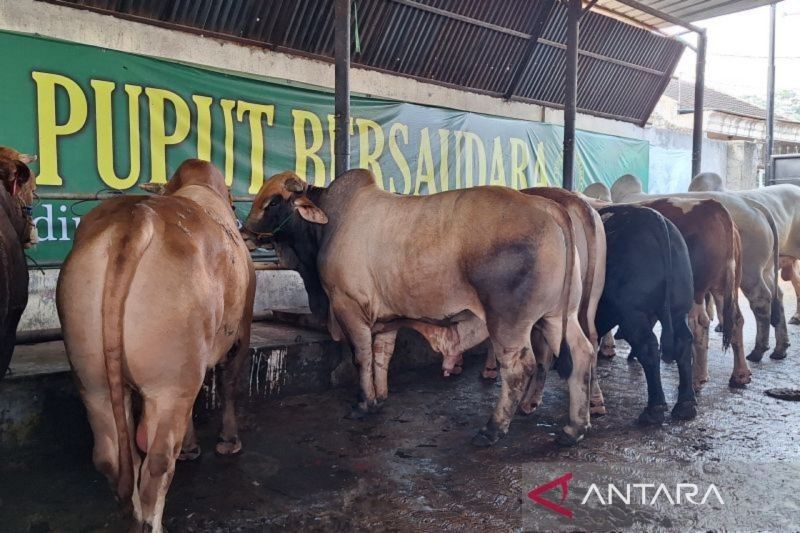 Pemkot Depok Imbau Vaksinasi Hewan Ternak Cegah Penyakit Menjelang Idul Adha