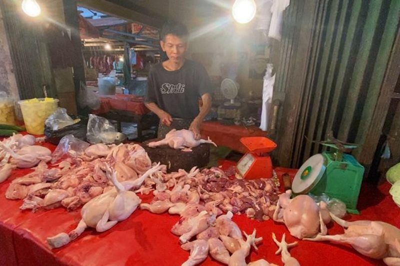 Harga Ayam Potong di Bengkulu Turun Jelang Ramadhan: Stok Melimpah, Pedagang Optimis!